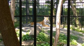 15 動物園トラ